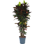 Codiaeum variegatum - Croton - Codiaeum Iceton - Pot 31cm - Hoogte 140...