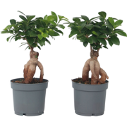 Ficus Ginseng - Japanse Bonsai - Set van 2 - Pot 12cm - Hoogte 30-40cm