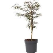 Acer palmatum 'Garnet' - Japanse Esdoorn - Pot 19cm - Hoogte 60-70cm