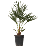 Chamaerops Humilis - Europese Dwergpalm - Pot 21cm - Hoogte 70-80cm