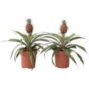 Ananasplant 'Mi Amigo' - Set van 2 - Kamerplant - Pot 12cm - Hoogte 35...