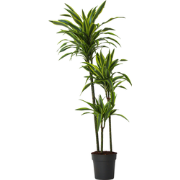 Dracaena fragrans Deremensis - Lemon Lime - Pot 24cm - Hoogte 130-140c...