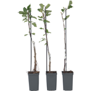 Appelbomen - Set van 6 - Braeburn Golden Delicious Gala - ?9cm - Hoogt...