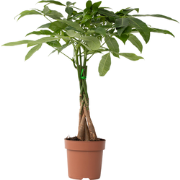 Pachira aquatica 'Geldboom' - Pot 17cm - Hoogte 60-70cm