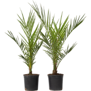 Phoenix Canariensis - Set van 2 - Dadelpalm - Pot 15cm - Hoogte 50-60c...