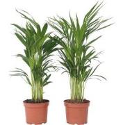 Dypsis Lutescens - Set van 2 - Areca - Goudpalm - Pot 17cm - Hoogte 60...