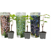 Druivenplanten - Mix van 3 - Vitis Vinifera - Pot 9cm - Hoogte 25-40cm