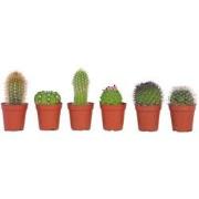 Mini-Cactussen - Mix van 6 stuks - Pot 5,5cm - Hoogte 5-10cm