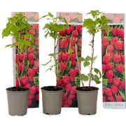 Frambozenplant - Set van 6 - Frambozenstruik - Pot 9cm - Hoogte 25-40c...