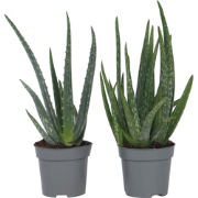 Aloë Vera - Set van 6 - Succulent - Pot 10,5cm - Hoogte 25-40cm