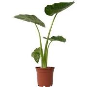 Alocasia Macrorrhiza - 'Olifantsoor' - Pot 17cm - Hoogte 60-70cm