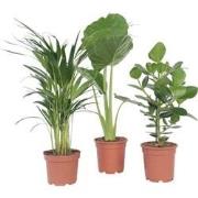 Alocasia, Clusia, Areca - Mix van 3 - Pot 17cm - Hoogte 50-70cm