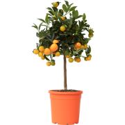 citrus calamondin - Citrusboom - Pot 19cm - Hoogte 55-65cm