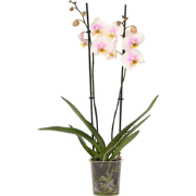 Phalaenopsis - Orchidee Roze - Pot 12cm - Hoogte 50-60cm