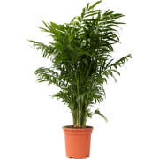 Mexicaanse dwergpalm - Compact groeiende groene palm - Pot 20cm - Hoog...