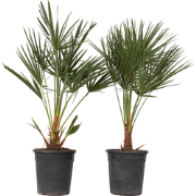 Chamaerops Humilis - Set van 2 - Europese Dwergpalm - Pot 21cm - Hoogt...