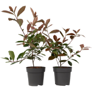 Photinia fraseri 'Red Robin' - Set van 4 - Wintergroen - ?17cm - Hoogt...