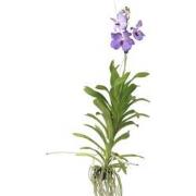 Vanda New Blue - Tropische Orchidee - Bloeiende Orchidee - Hoogte 55-6...