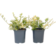 Euonymus Harlequin - Set van 4 - Groenblijvend - Pot 17cm - Hoogte 20-...