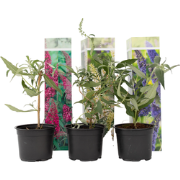 Vlinderstruiken - Mix van 6 - Buddleja - Tuinplanten - Pot 9cm - Hoogt...