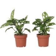 Monstera Monkey Mask - Set van 2 - Rimpelgatenplant - Pot 12cm - Hoogt...