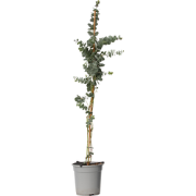 Eucalyptus 'Silver Dollar' - Winterharde Eucalyptus - ?19cm - Hoogte 1...