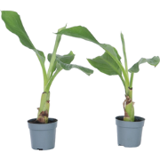 Musella lasiocarpa - Fruitboom - Set van 2 - Pot 9cm - Hoogte 25-40cm