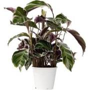 Calathea 'Fusion White' - Luchtzuiverend - Kamerplant - ?14cm - Hoogte...