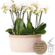 Kolibri Orchids | witte plantenset in Cotton Basket incl. waterreservo...