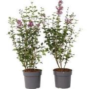 Syringa Bloomerang Dark Purple - Set van 2 - Sering - Pot 19cm - Hoogt...