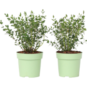 Eucalyptus parvifolia 'Oliva' - Set van 2 - Pot 15cm - Hoogte 35-45cm