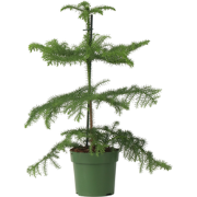 Araucaria Heterophylla - Norfolkden - Kamerden - Pot 14cm - Hoogte 45-...