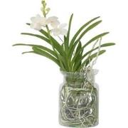 Vanda 'Bose' in vaas - Orchidee - Wit - Hoogte 45cm