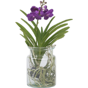 Vanda 'Bose' in vaas - Orchidee - Blauw - Hoogte 45cm