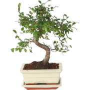 Bonsai 'Zelkova' - S-vormig - Hoogte 20-30cm - Potmaat 15cm