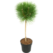 Pinus Summer Breeze - Dwergden - Pot 24cm - Hoogte 70-80cm