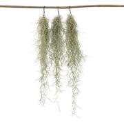 Tillandsia Usneoides 'Spaans Mos' - Set van 3 - Hoogte 25-40cm