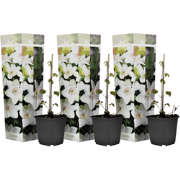 Clematis - Set van 3 - Tuinplant - Wit - Klimplant - Pot 9cm - Hoogte ...