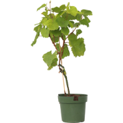 Vitis vinifera ‘Vanessa XL' - Druivenplant - ?21cm - Hoogte 60-75cm