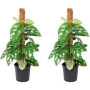 Monstera Monkey Mask - Set van 2 - Mosstok - Pot 16cm - Hoogte 60-70cm