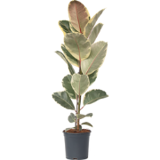 ficus elastica tineke - Rubberboom - Kamerplant - Pot 24cm - Hoogte 75...