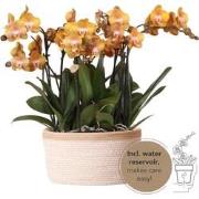 Kolibri Orchids | oranje orchideeënset in Cotton Basket incl. waterres...