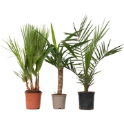 Binnenpalmen - Mix van 3 - Washingtonia - Yucca - Phoenix - H50-70cm