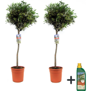 Olea Europaea - Olivier - Set de 2 - Pokon - Pot 21 cm - Hauteur 90-10...