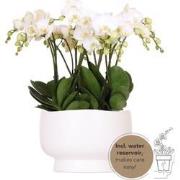 Kolibri Orchids | witte orchideeënset in Scandic dish incl. waterreser...