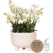 Kolibri Orchids | witte plantenset in Gummy dish incl. waterreservoir ...