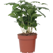 Koffieplant - Coffea arabica - Hoogte 25-40cm - Pot 12cm