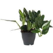 Groene kamerplant - Philodendron Cobra - Hoogte 55-65cm - Pot 19cm