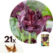 Tulipa Black Parrot - Bloembollen - Set van 21 - parkiettulp - paars