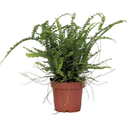 Krulvaren - Nephrolepis Duffii - Hoogte 25-40cm - Pot 12cm